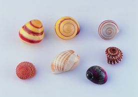 贝壳海螺唯美图片