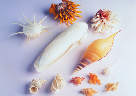 贝壳海螺唯美图片