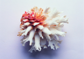 贝壳海螺唯美图片