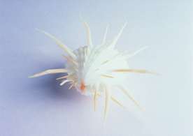 贝壳海螺唯美图片