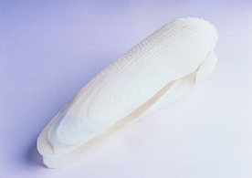 贝壳海螺唯美图片