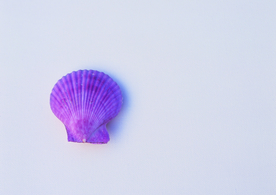 贝壳海螺唯美图片