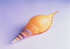 贝壳海螺唯美图片