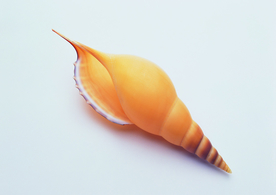 贝壳海螺唯美图片