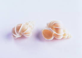 贝壳海螺唯美图片