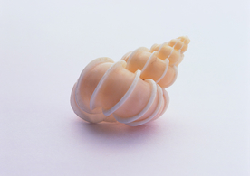 贝壳海螺唯美图片