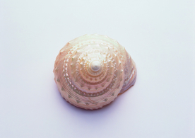 贝壳海螺唯美图片