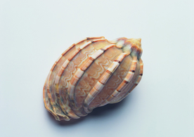 贝壳海螺唯美图片