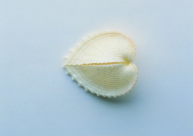 贝壳海螺唯美图片