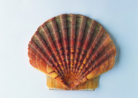 贝壳海螺唯美图片