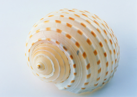 贝壳海螺唯美图片