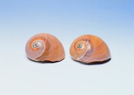 贝壳海螺唯美图片