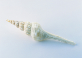 贝壳海螺唯美图片