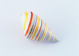 贝壳海螺唯美图片