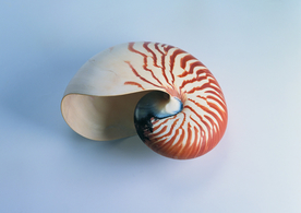 贝壳海螺唯美图片