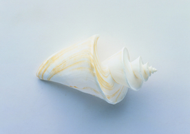 贝壳海螺唯美图片