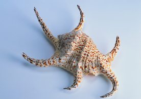 贝壳海螺唯美图片