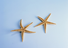 贝壳海螺唯美图片