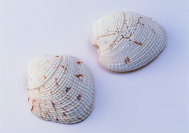 贝壳海螺唯美图片