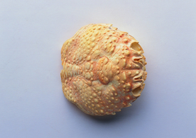 贝壳海螺唯美图片