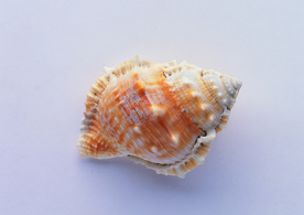 贝壳海螺唯美图片