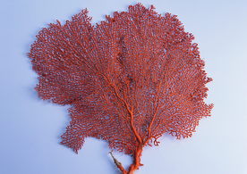 贝壳海螺唯美图片