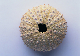 贝壳海螺唯美图片