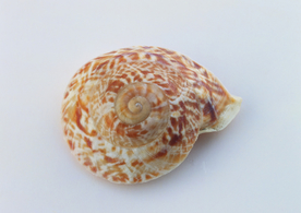 贝壳海螺唯美图片