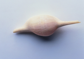 贝壳海螺唯美图片