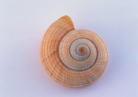 贝壳海螺唯美图片