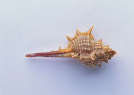 贝壳海螺唯美图片