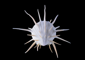 贝壳海螺唯美图片