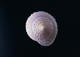 贝壳海螺唯美图片