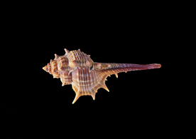 贝壳海螺唯美图片