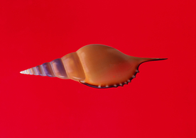 贝壳海螺唯美图片