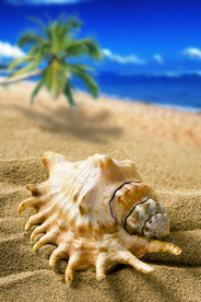 贝壳海螺唯美图片