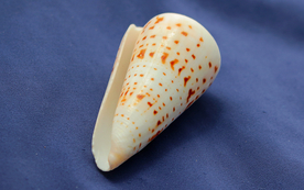 贝壳海螺唯美图片