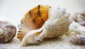 贝壳海螺唯美图片