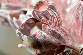 贝壳海螺唯美图片