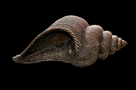 贝壳海螺唯美图片