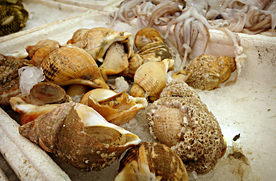 贝壳海螺唯美图片