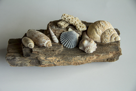 贝壳海螺唯美图片