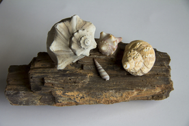 贝壳海螺唯美图片