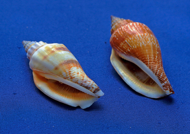 贝壳海螺唯美图片