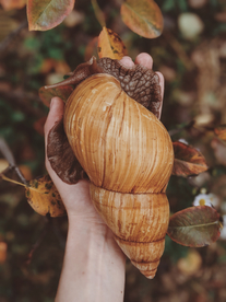 贝壳海螺唯美图片