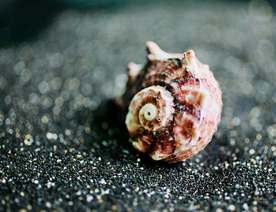 贝壳海螺唯美图片