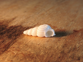 贝壳海螺唯美图片