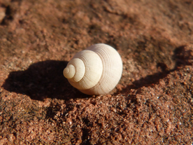 贝壳海螺唯美图片