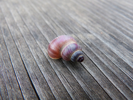 贝壳海螺唯美图片