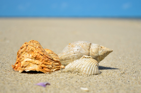 贝壳海螺唯美图片